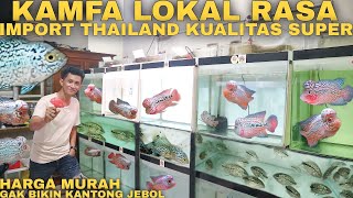 REVIEW IKAN LOUHAN KAMFA LOKAL RASA LOUHAN KAMFA IMPORT THAILAND KUALITAS SUPER HARGA MURAH