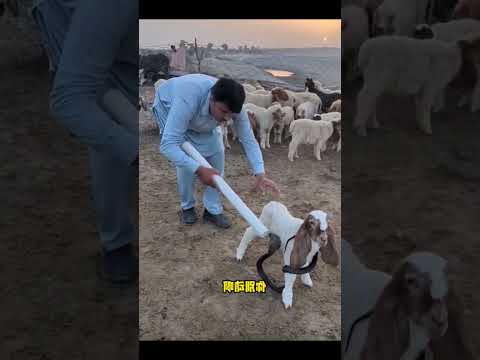 ثعبان يمسك بخروف صغير 