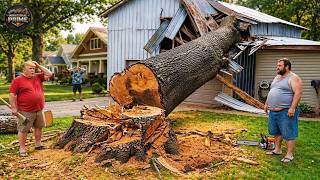 Idiots With Chainsaws: Tree Cutting Fails | Extreme Dangerous Logging Truck Fails #46