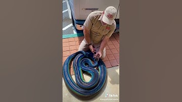 World most beautiful Rainbow reticulated python snake