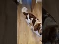 Welsh Springer Spaniel trick の動画、YouTube動画。