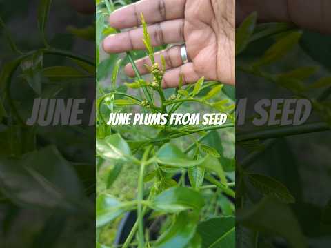 JUNE PLUM BLOSSOMS FROM SEED IN LESS THAN 2 YEARS
