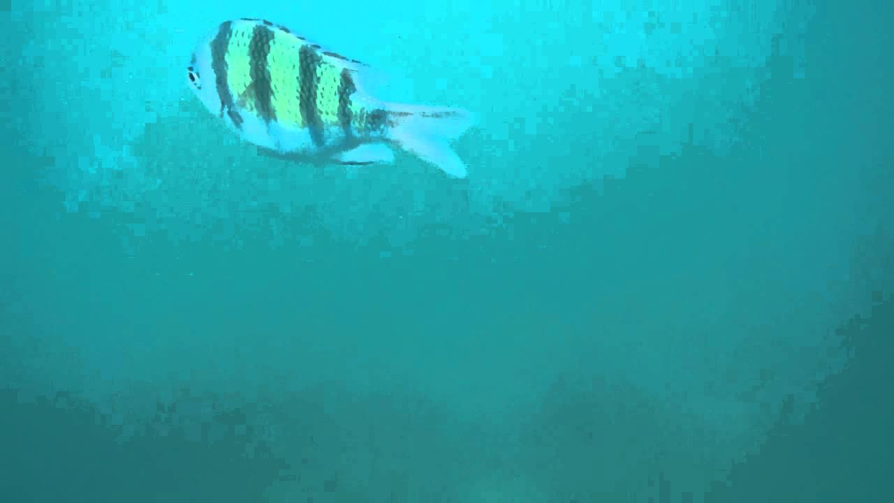 Рыба Желтый Полосатик Фото Живая