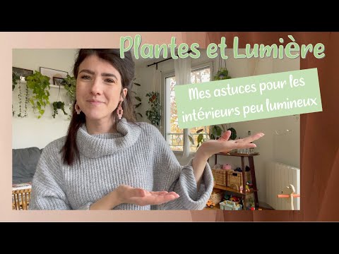 Vidéo: Plantes d'intérieur très lumineuses