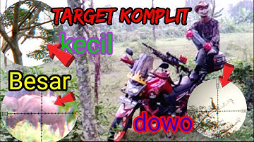 berburu tekukur di spot persawahan