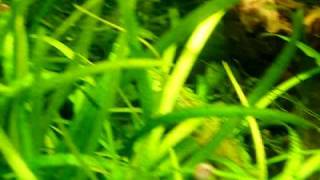 DSCF3332.AVI