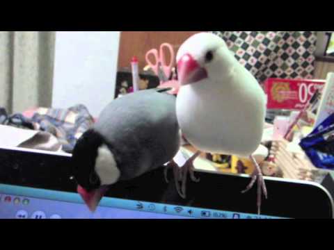 毛繕いして欲しくてずっと身構える桜文鳥vs白文鳥 文鳥動画