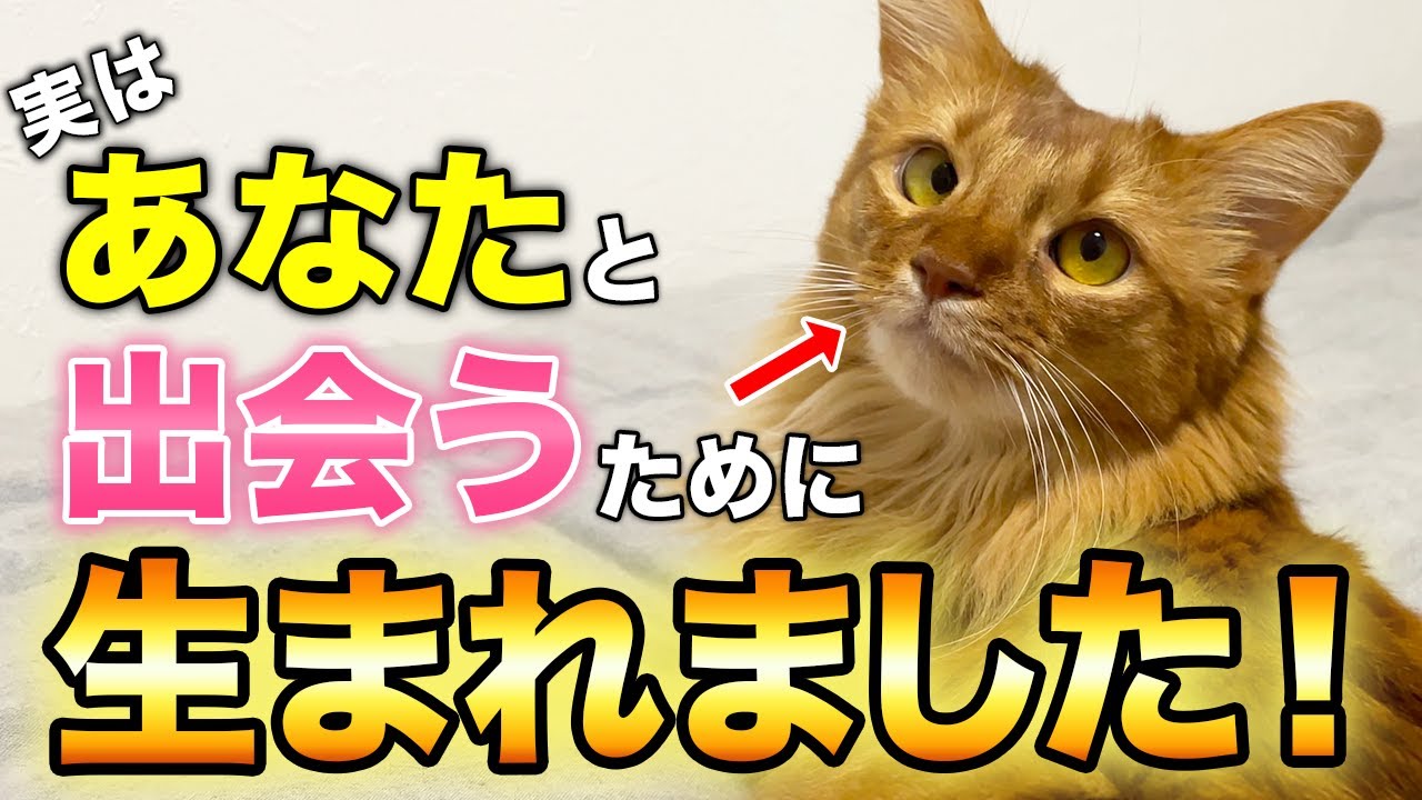 猫があなたを選んだ本当の理由8選