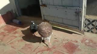 Couple Pigeon gaditano 😎 😎 😎 زوج حمام الكاديطانو