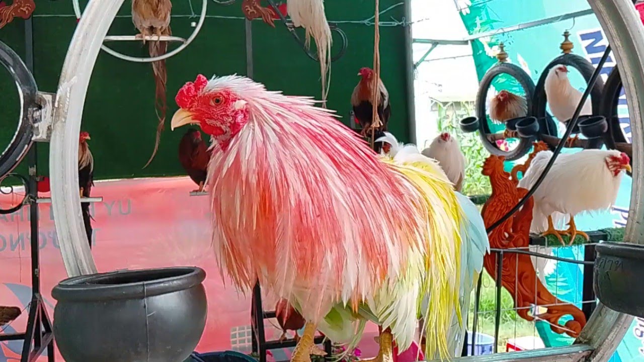 Tan Chau Chicken – From Ornamental Hobby to Economic Value