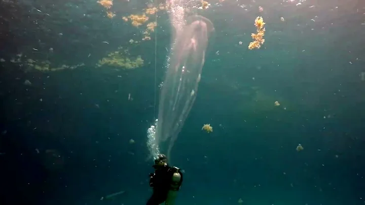 Comb Jelly Passing By