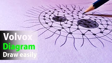 volvox diagram | how to draw volvox diagram | volvox colony || [ VOLVOX DIAGRAM ]