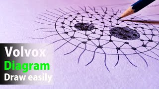 Volvox Diagram How To Draw Volvox Diagram Volvox Colony Volvox Diagram