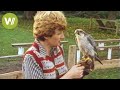 Training birds of prey in the 80's - How hunting with predatory birds looked like