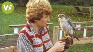 Training birds of prey in the 80's  How hunting with predatory birds looked like
