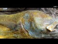 மண மணக்கும் பெரிய பாரை மீன் கருவாடு / Giant trevally dry fish | Tamil | Ungal meenavan