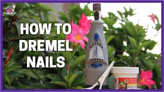 How To Dremel Dog Nails by Sandollar Aussies 10,875 views 3 years ago 7 minutes, 26 seconds