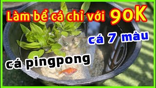 Tự Làm Bể Nuôi Cá Cảnh Trong Chậu Cây chỉ với 90K | Thủy Sinh Vlog