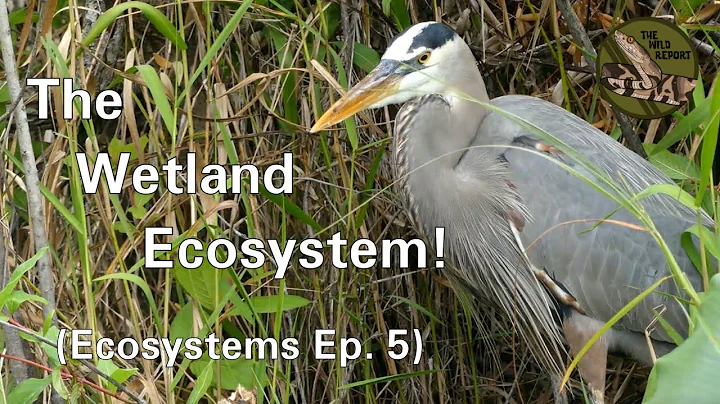 Ecosystems Episode 5: The Wetland Ecosystem! (4K) - DayDayNews