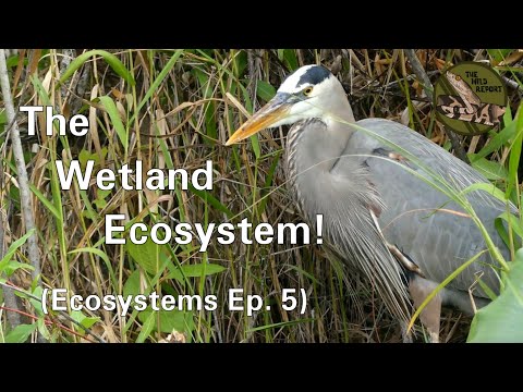 Ecosystems Episode 5: The Wetland Ecosystem! (4K)