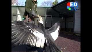 biggest flying bird on earth 2