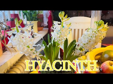 Video: Hyacintblommor - Information och skötsel av tvångshyacinter