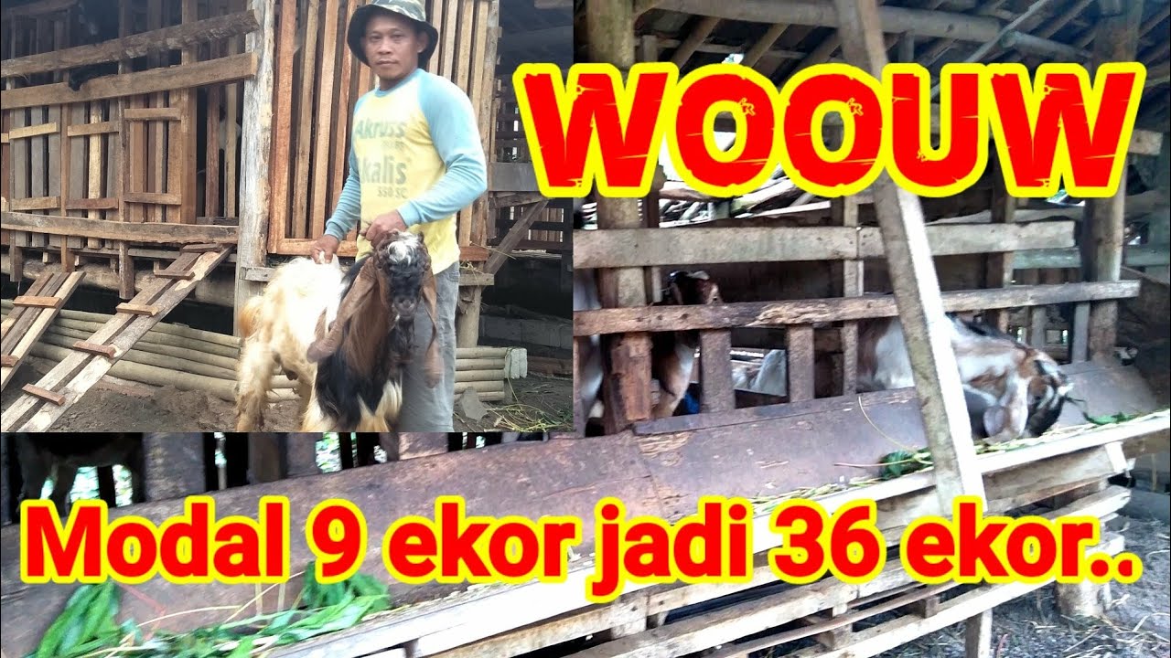 USAHA PETERNAKAN KAMBING 