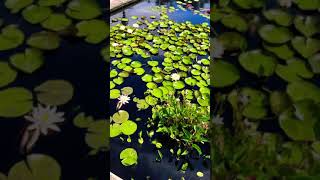 WATER LILIES