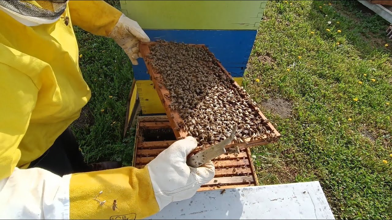 Ja mogu ove godine da zaboravim na bagrem