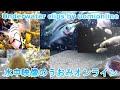 福井の海で餌を並べて実験中