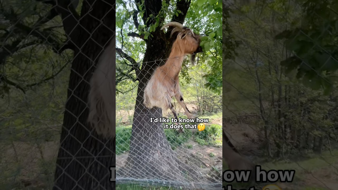 The goat pulled another prank today—I couldn't stop laughing.#funny#goats #goatsofandlife #animal
