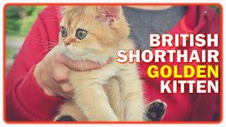 FIRST DAY KITTEN ADOPTION BRITISH SHORTHAIR IN NEW HOME 2021 | Bringing home cute cat music vlog