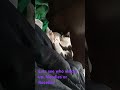 Sleeping kitten challenge
