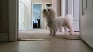 My Dog Is Horrible At Hide & Seek