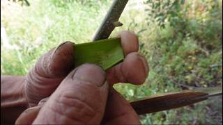 Injerto de algarrobo, LAS CLAVES del éxito.