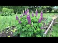 Mid-Summer Planting   Lupine