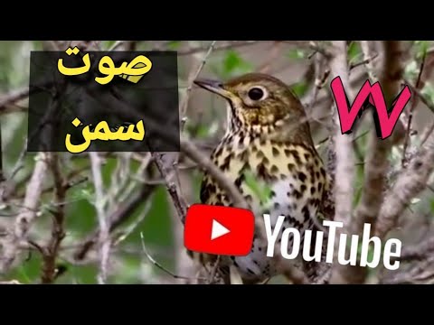 صوت سمن ٧ ٧