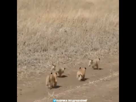 Папа, он и в Африке Папа!