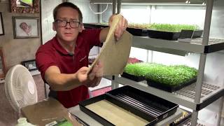 Jute mats vs Rockwool, a Microgreens trial