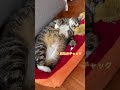 お腹にチャックがある猫  #12kg超え猫#デブ猫 #ぽっちゃり猫  #fatcat