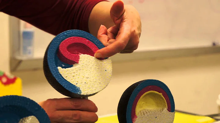 Frog embryo development