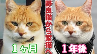 【野良猫から家猫へ】年間の記録〜完結編〜【From A Homeless Cat To A House Cat】One Year Record  Conclusion