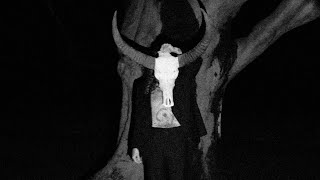 Download Lagu The Bird Experience - Canto VII (Official Music Video) MP3