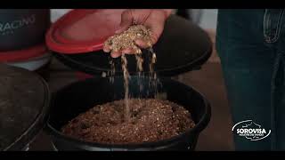 Sorovisa X Etable Bazadaise