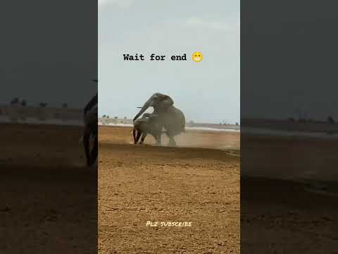 Lion Lovers Elephant Funny Meeting With Baby