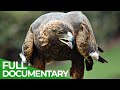 Animal&#39;s Super Senses - The Sky | Free Documentary Nature