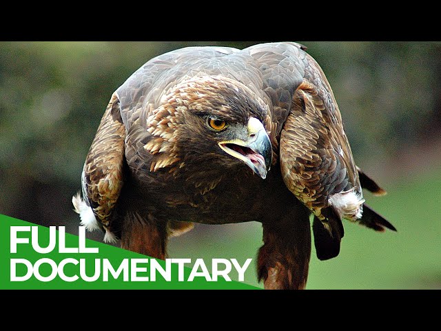 Animal's Super Senses - The Sky | Free Documentary Nature