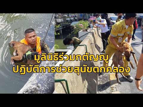 มูลนิธิร่วมกตัญญู ปฏิบัติการช่วยสุนัขตกคลอง