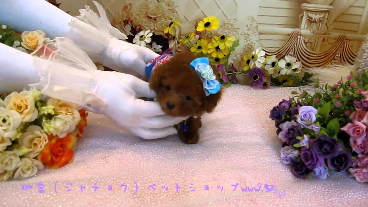 Super Tiny Teacup Poodle 986 Teacup poodle Toy poodle Pocket teacup