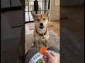 チーズが大好きなわんちゃん 🐾